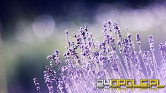 Naturalne i wegańskie kosmetyki w pielęgnacji - co warto o nich wiedzieć?