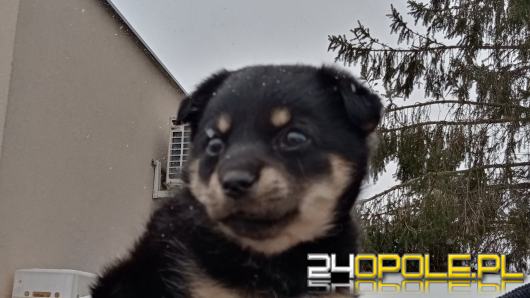 Strażacy wyciągnęli szczeniaka z kontenera na ubrania. Policja szuka sprawcy 