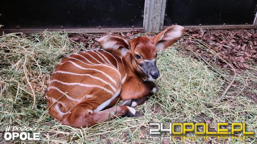 Mała antylopa przyszła na świat w opolskim zoo. To pierwsze takie narodziny w Opolu