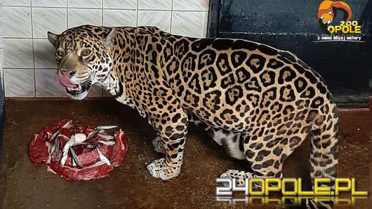 W opolskim zoo obchodzono urodziny samicy jaguara. Bora skończyła 21 lat