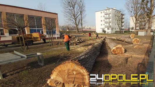 Wycinka drzew przy Liceum nr 1 w Opolu. Przeszkadzały w budowie boiska