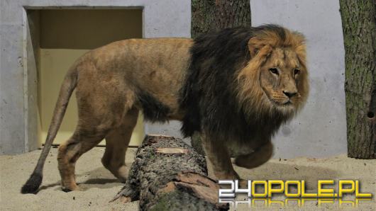 Opolskie zoo ponownie ma króla zwierząt. Dwa lwy są już w ogrodzie