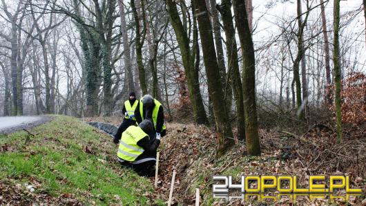 Opolski Zarząd Dróg Wojewódzkich dba o...żaby