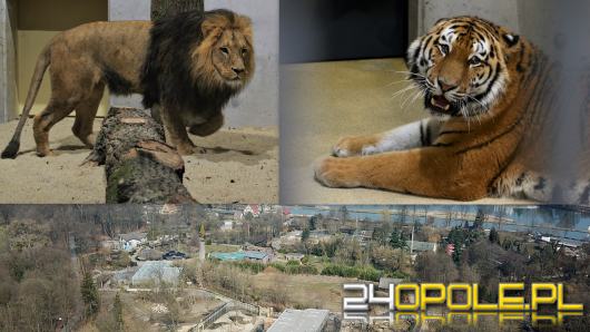 Za wejście do zoo zapłacimy więcej. Ogród zoologiczny tłumaczy skąd podwyżka cen