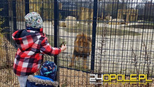 Uroczyście otwarto wybieg dla lwów i tygrysów w opolskim zoo!