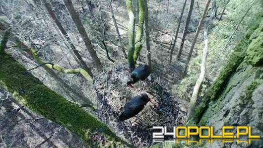 Opolscy leśnicy podglądają niezwykle rzadkie czarne bociany. Złożyły już jaja