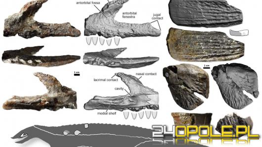 Nowy prehistoryczny gatunek odkryty w województwie opolskim w gminie Dobrodzień