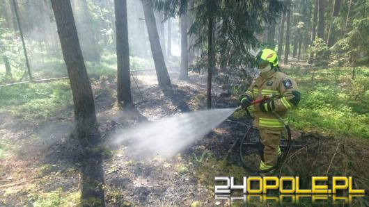 Strażacy gasili pożar w lesie w Kotorzu Małym 