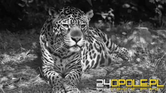 Nie żyje jaguarzyca Bora z opolskiego zoo. Miała 21 lat, była prapraprabcią