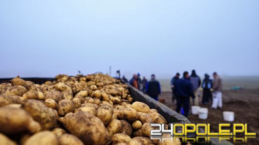 Czarny rynek polskich ziemniaków. Czy wiesz, co kupujesz?