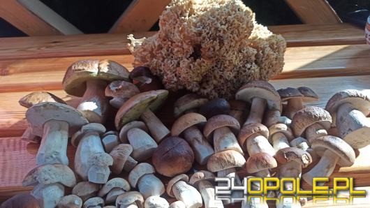 To było prawdziwe grzybobranie. Czytelnicy pochwalili się zbiorami