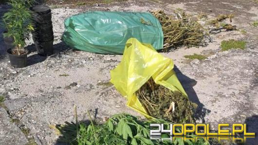 Blisko 4 kilogramy suszu oraz ponad 20 krzewów konopi indyjskiej znalezione u 64-latka