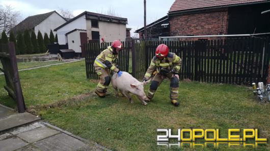 Świnia biegała po polach i drodze. W złapaniu uciekinierki pomogli strażacy