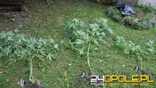 Zatrzymany za uprawę marihuany oraz posiadanie narkotyków