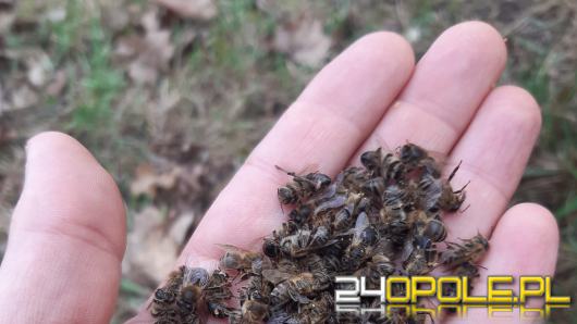 Tysiące pszczół zginęło. Ktoś "przewietrzył" ule w pasiece w powiecie brzeskim