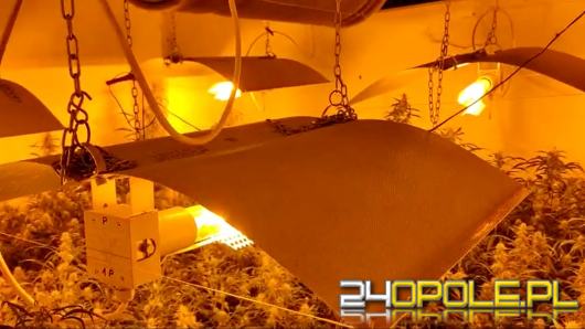 Zlikwidowana plantacja marihuany