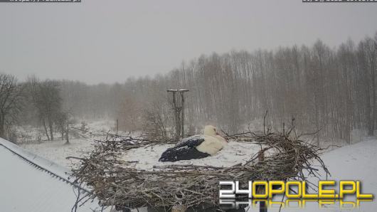 Żartowaliśmy. Nie będzie lewostronnego ruchu na Ozimskiej, a bociany zostają w Polsce!