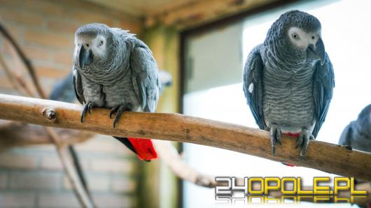 W Ogrodzie Zoologicznym w Opolu wykluły się kolejne pisklęta papugi żako