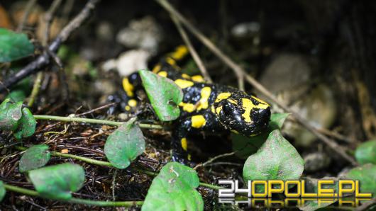 Kolejne narodziny salamander w opolskim zoo