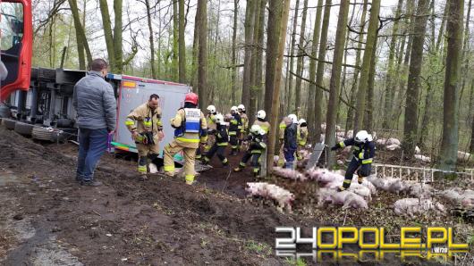 Wypadek z udziałem ciężarówki przewożącej świnie na drodze w Ciepielowicach