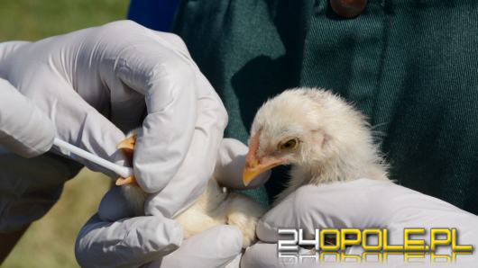 Potwierdzony przypadek ptasiej grypy u człowieka. Czeka nas nowa epidemia?