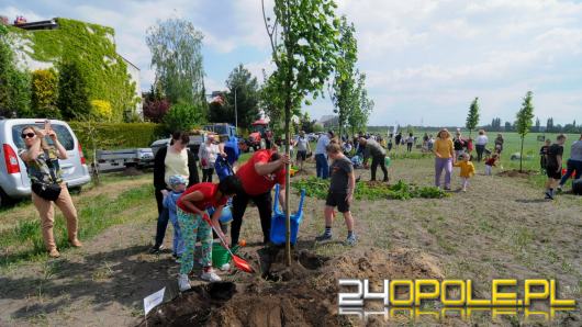 Posadzono 100 drzew na ulicy Górnej