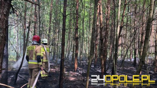 Sucho w opolskich lasach. Strażacy walczą z pożarami, nie pomaga wiatr