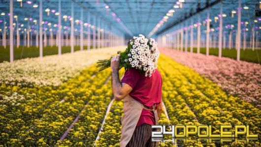 Tak traktowani są w Holandii Polacy i Ukraińcy