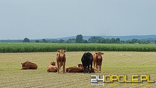 Już blisko miesiąc trwa łapanie byków "na gigancie". Na wolności nadal dwie sztuki