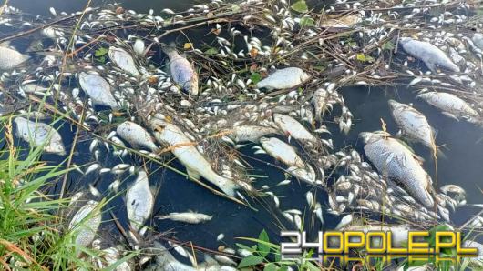 Masa śniętych ryb w powiecie kędzierzyńsko-kozielskim. Wyłowiono ich ponad tonę