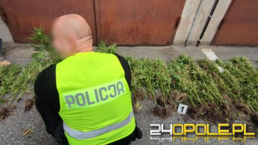 Lecieli z sercem do przeszczepu. Z helikoptera wypatrzyli plantację konopi