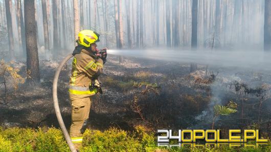 Pożar lasu w powiecie brzeskim. W akcji samolot gaśniczy Lasów Państwowych