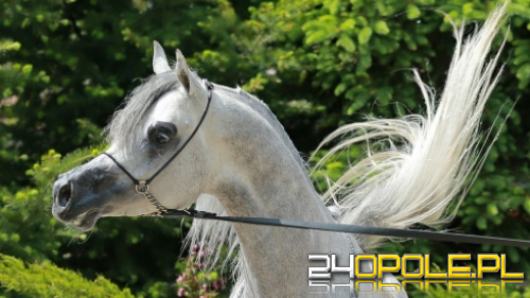 Pride of Poland 2022. Jakie konie idą na sprzedaż podczas sławnej aukcji