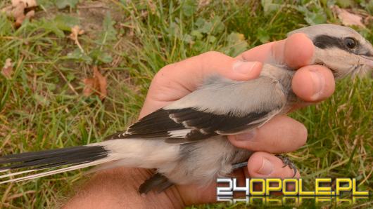 Niezwykły ptak zaobserwowany pod Strzelcami Opolskimi. Pierwsza obserwacja tego gatunku w Polsce