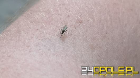 Plaga komarów daje się we znaki. Miasto "spryska" 14 lokalizacji
