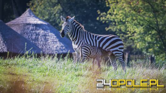 W opolskim zoo urodziła się zebra równikowa