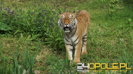 Zoo ma nowego tygrysa. Tygrys Diego zyskał partnerkę