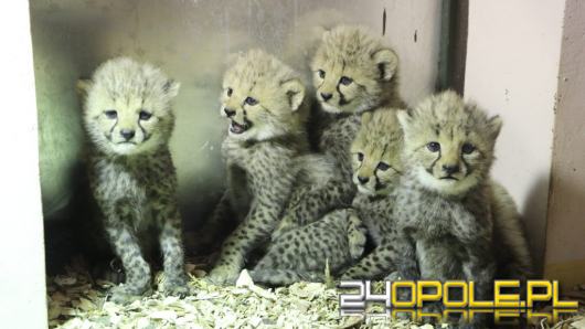 W ogrodzie zoologicznym urodziły się gepardy grzywiaste. Mają 2 ojców