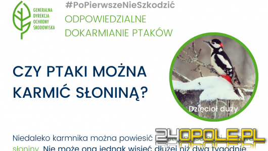 Jak dokarmiać ptaki, żeby im pomóc, a nie skrzywdzić?