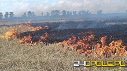 Leśnicy w marcu prowadzą dyżury przeciwpożarowe. Pożary traw to plaga