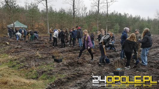 Młodzież posadzi kilka tysięcy drzew. Trwa akcja "Lasy Pełne Energii"