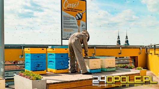 200 tysięcy pszczół zamieszkało na dachu galerii handlowej