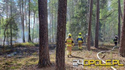 Zerwana linia wysokiego napięcia przyczyną pożaru lasu