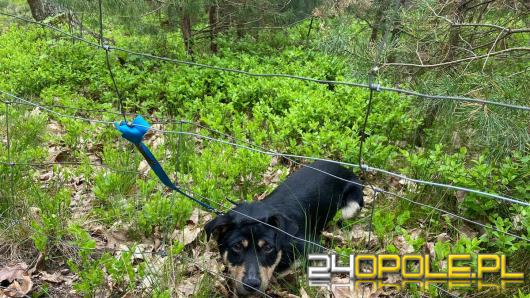 Policjanci ustalili właściciela psa pozostawionego w lesie - okazała się nią 57-latka