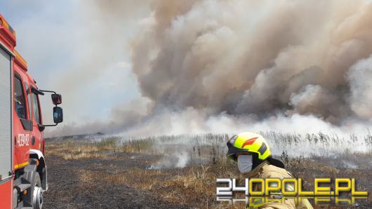 21 pożarów upraw rolnych w województwie przez weekend. Straty ponad 2,5 mln zł