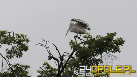 Pelikan wciąż na wolności. Nie przejmuje się deszczem, nie chce wracać do zoo