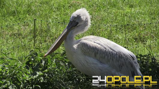 Opolski pelikan zwiedza Wrocław
