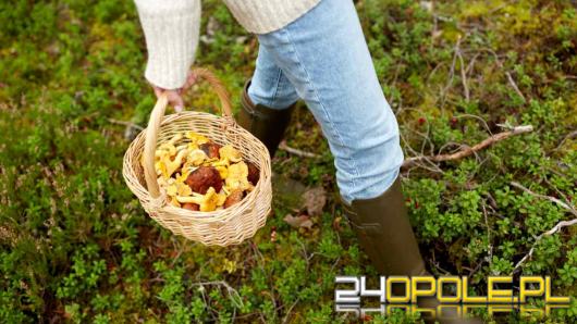 Wysyp grzybów w polskich lasach. Tak dużo dawno ich nie było (MAPA)