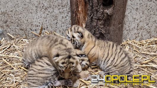 W opolskim zoo przyszły na świat 3 tygrysy!