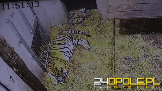 Trzy opolskie tygrysiątka mają się świetnie. Zoo czeka na propozycje imion